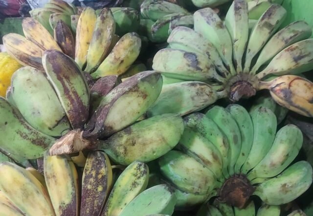 Saging nagpatibay sa export sa New Zealand