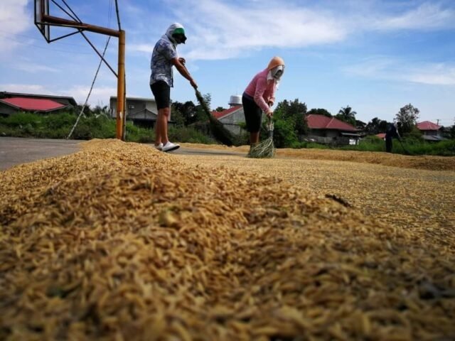 Agri damage sa Habagat, umabot na sa P689M