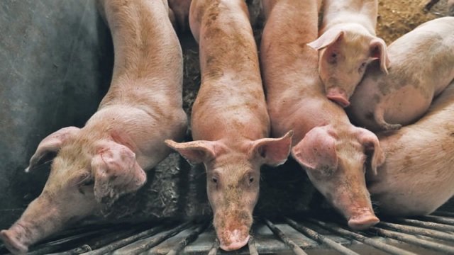 19 baboy, kinatay matapos magpositibo sa ASF