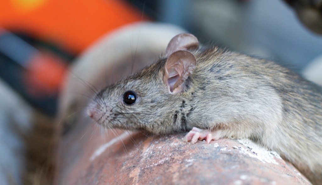 5,000 kaso ng leptospirosis naitala