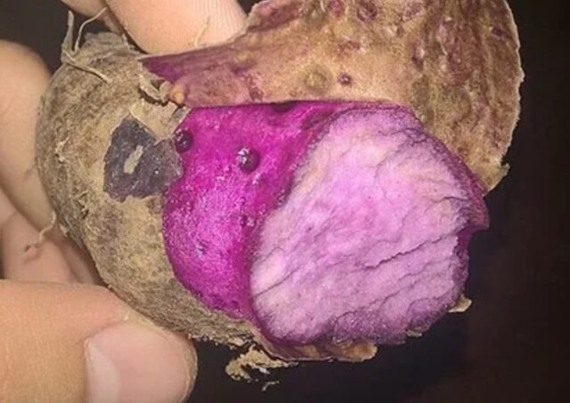 Ube may potensyal sa pandaigdigang merkado