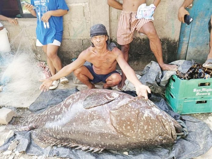 130-kilos giant grouper, nahuli sa Antique