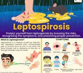 APAT NA ESTUDYANTE NAMATAY SA LEPTOSPIROSIS