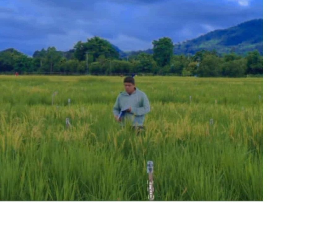 3M ektarya ng sakahan poprotektahan sa paglawak ng solar projects